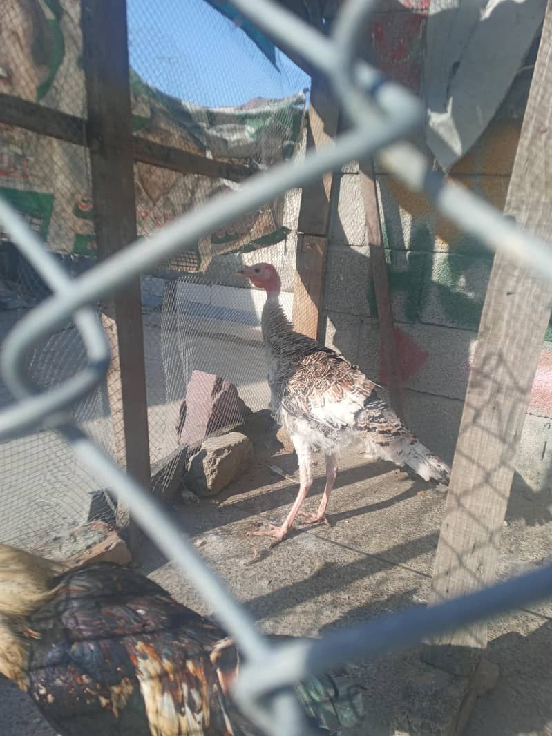 turkey hen 2