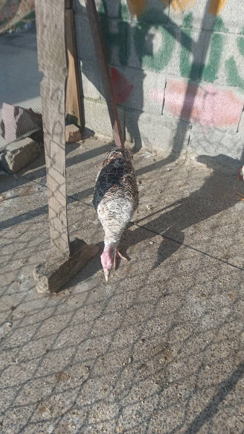 turkey hen 3
