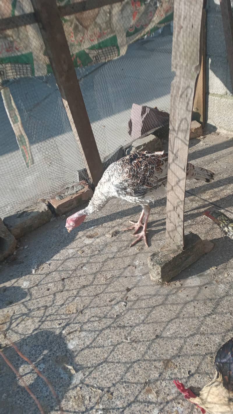 turkey hen 4