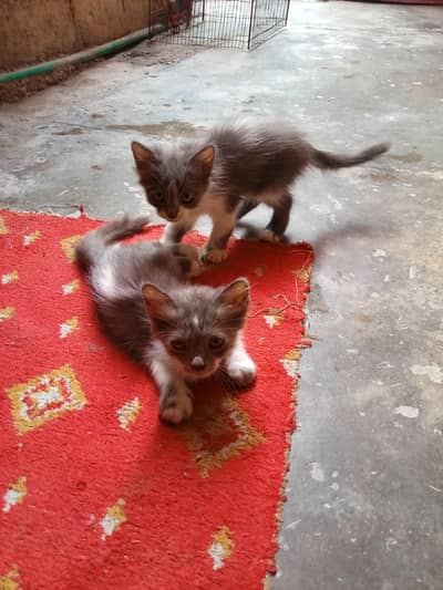 3000 each kittan