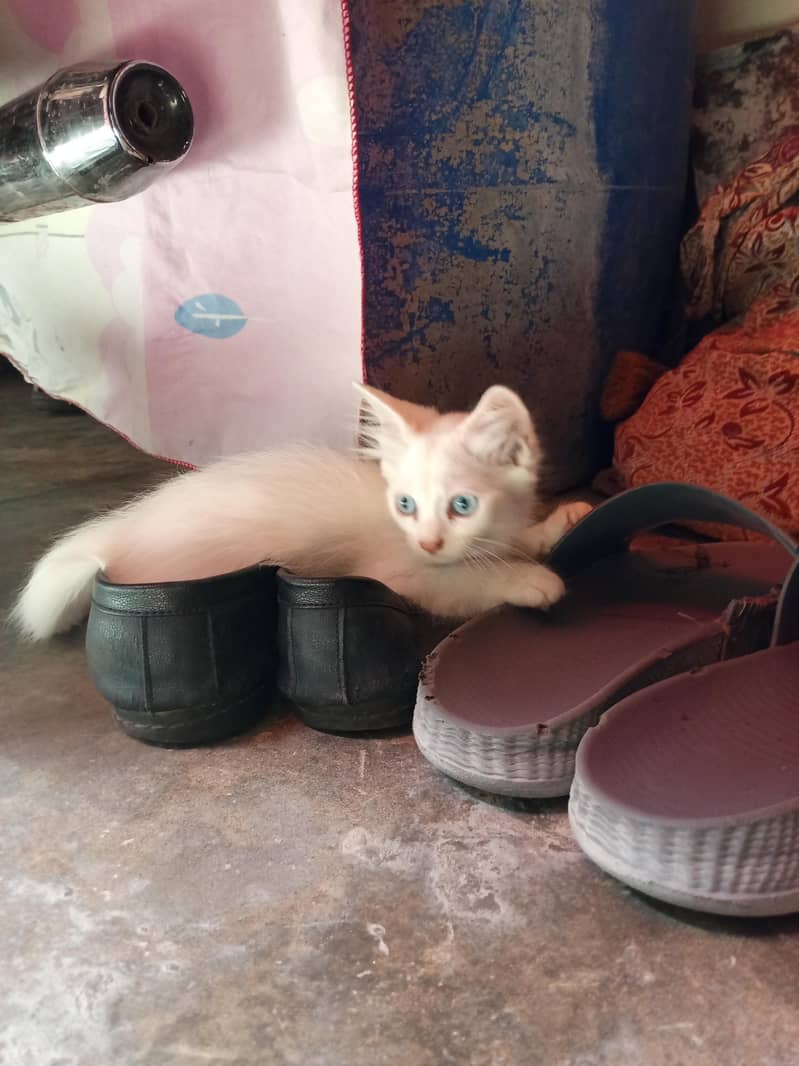 3000 each kittan 1