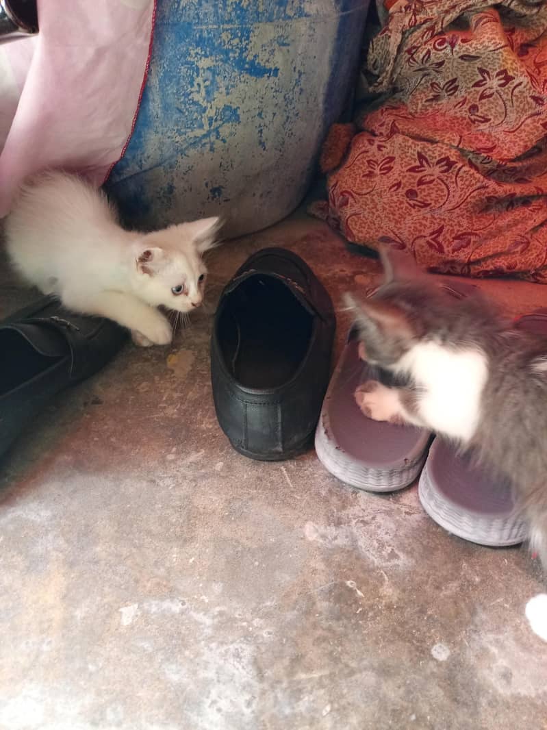 3000 each kittan 2
