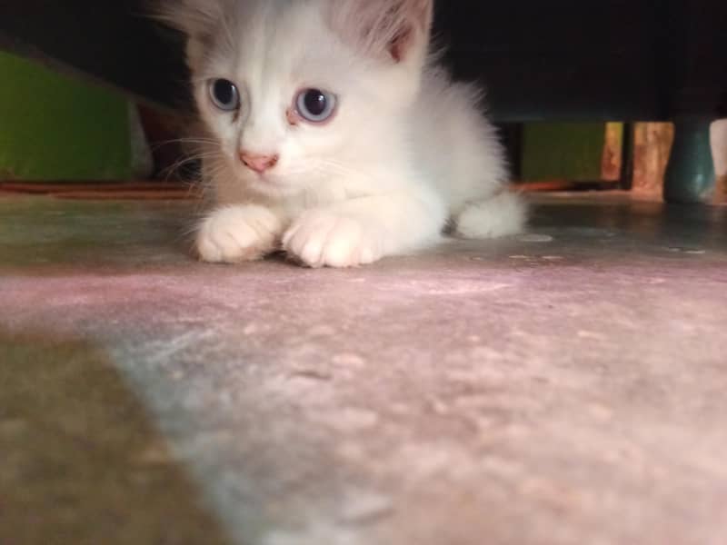 3000 each kittan 3
