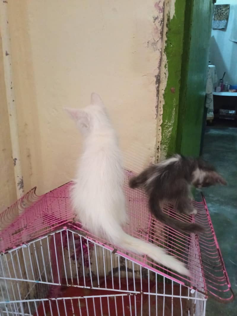 3000 each kittan 4