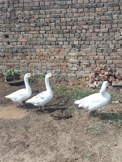 white Chinese ghees