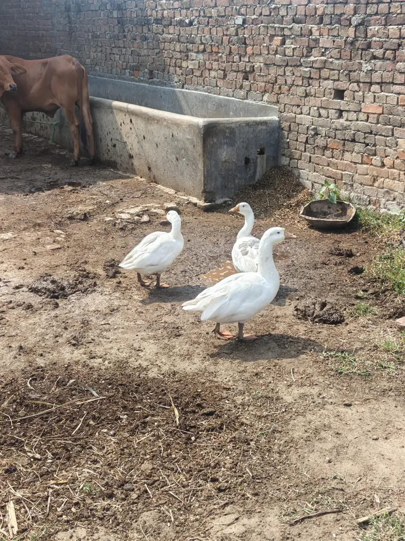 white Chinese ghees — photo 2