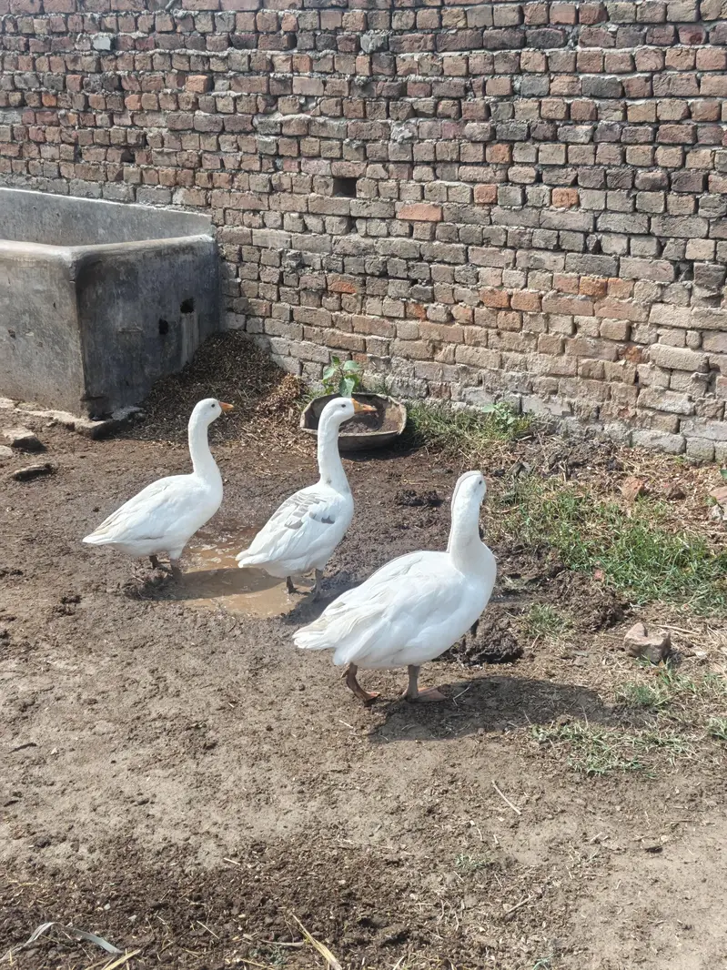 white Chinese ghees — photo 3