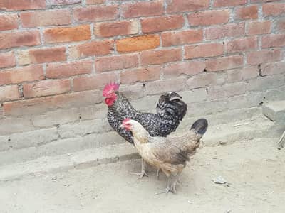 desi murgi and murga