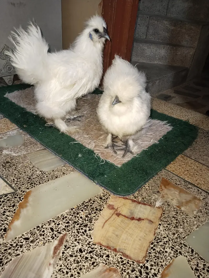 silki jura bht khubsort bht pyra — photo 5