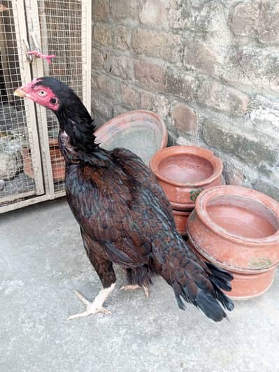 Top quality aseel khajuri breeder madi for sale 03125493963 WhatsApp