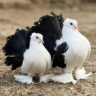 Indian Fantail Pigeon Pair For Sale