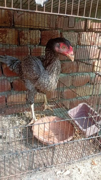 1 adult female 1 male 12 month 1 male 3 month