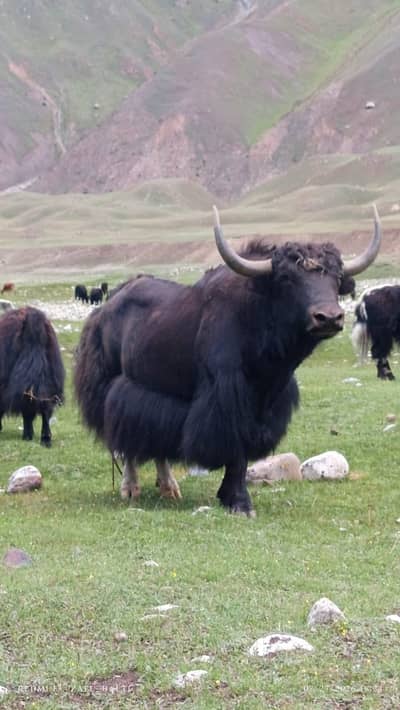Organic Pasture-Fed Mountain Yak – Thalay Valley, Khaplu