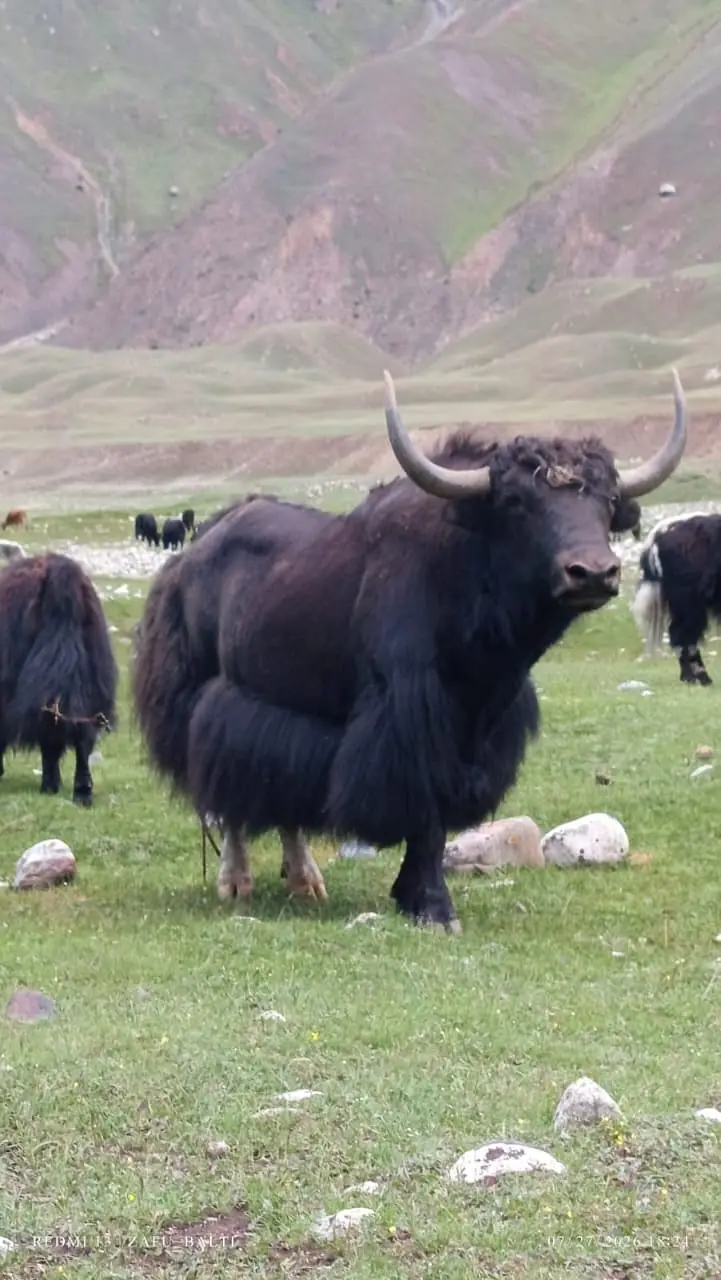 Organic Pasture-Fed Mountain Yak – Thalay Valley, Khaplu