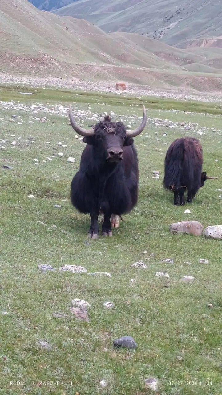 Organic Pasture-Fed Mountain Yak – Thalay Valley, Khaplu — photo 2