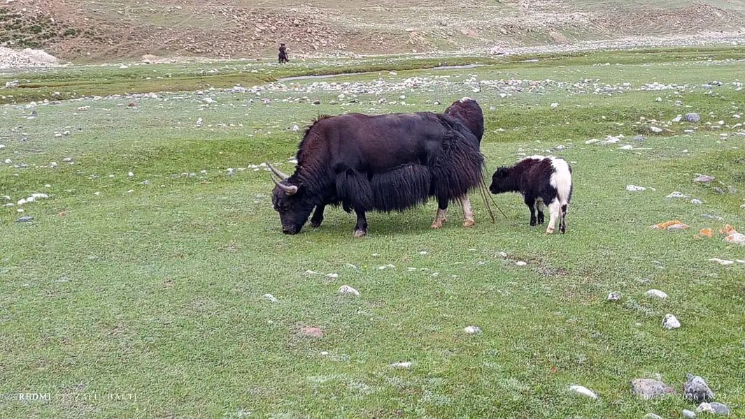 Organic Pasture-Fed Mountain Yak – Thalay Valley, Khaplu — photo 3