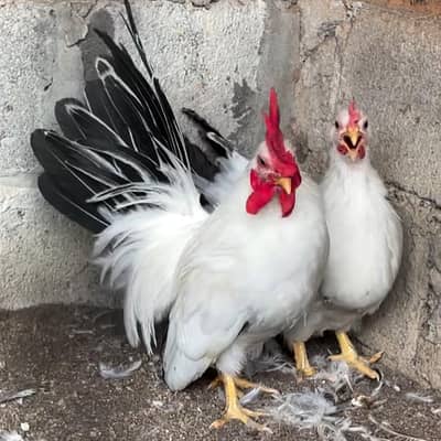 Japanese Bantam Hens Pair For Sale