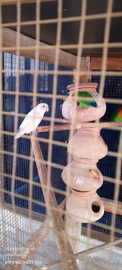 active and healthy parrots pair dor sale