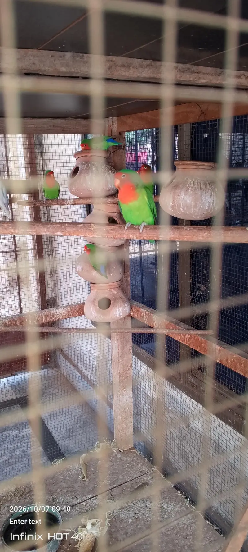 active and healthy parrots pair dor sale — photo 2