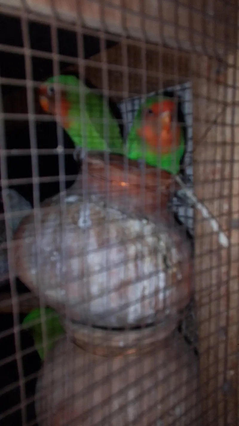 active and healthy parrots pair dor sale — photo 3