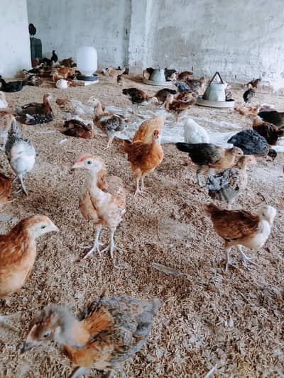 golden misri chicks for sale contact me 03180620977