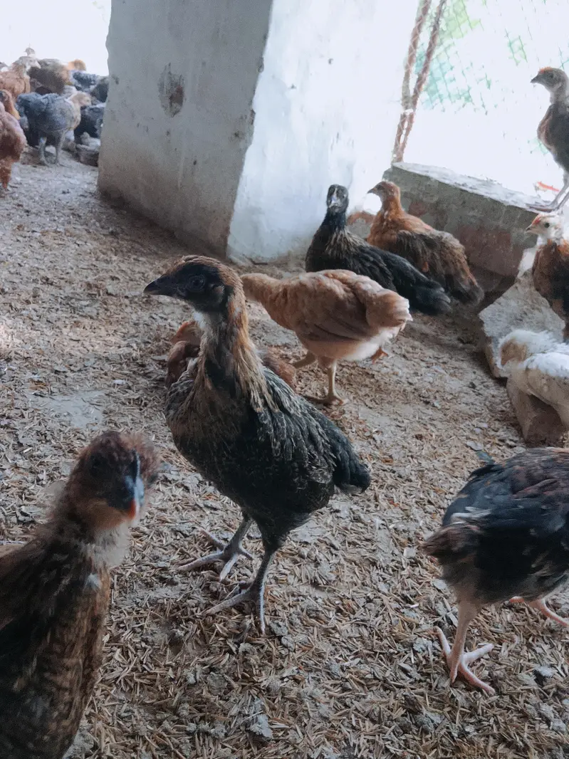 golden misri chicks for sale contact me 03180620977 — photo 2