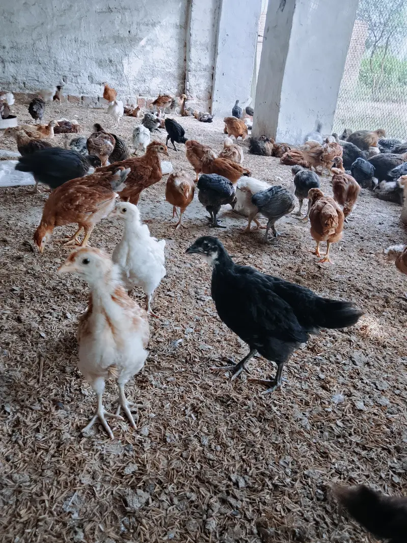 golden misri chicks for sale contact me 03180620977 — photo 3