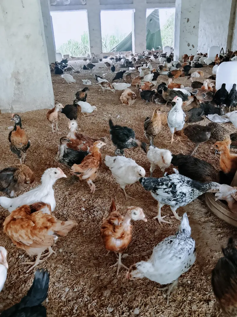 golden misri chicks for sale contact me 03180620977 — photo 4