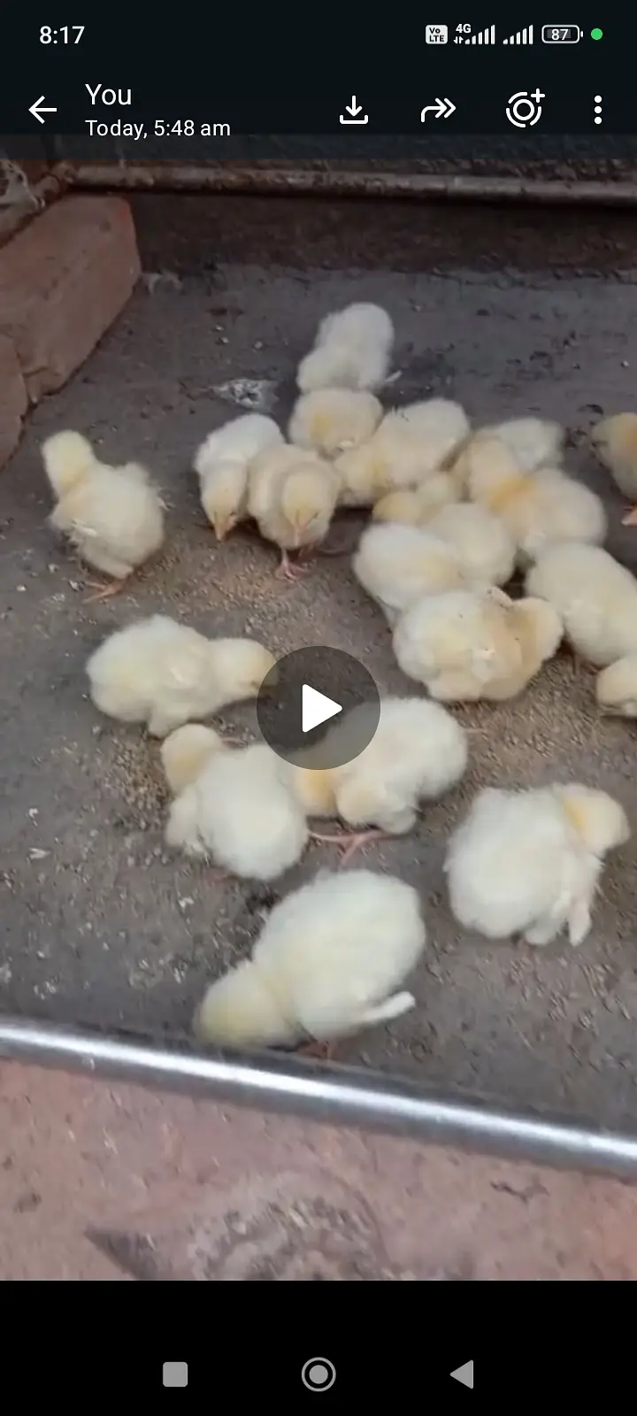 light sussex | Heritage light sussex | 7 days old chicks  | Fertile e — photo 2
