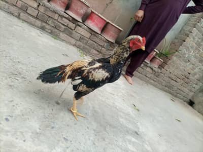 asil jawa bot achi nasal h 0313-1506585