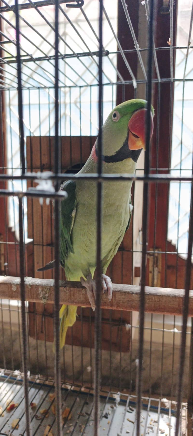 BREEDER RAW PAIR 2