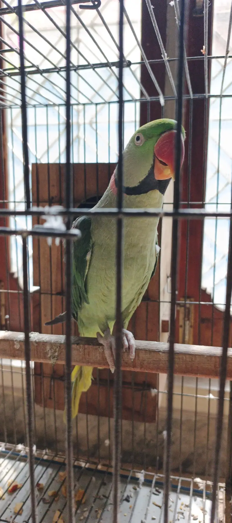 BREEDER RAW PAIR — photo 3