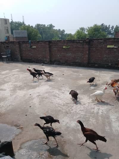 5 hens