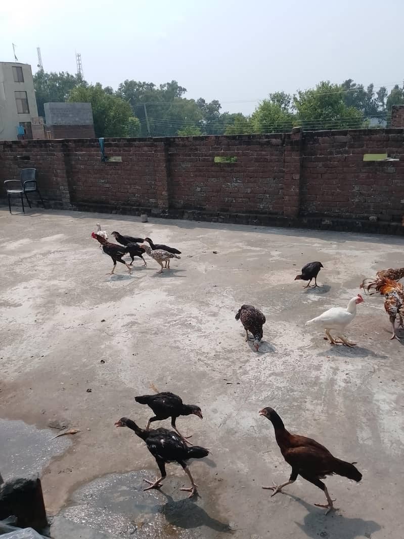 5 hens 0