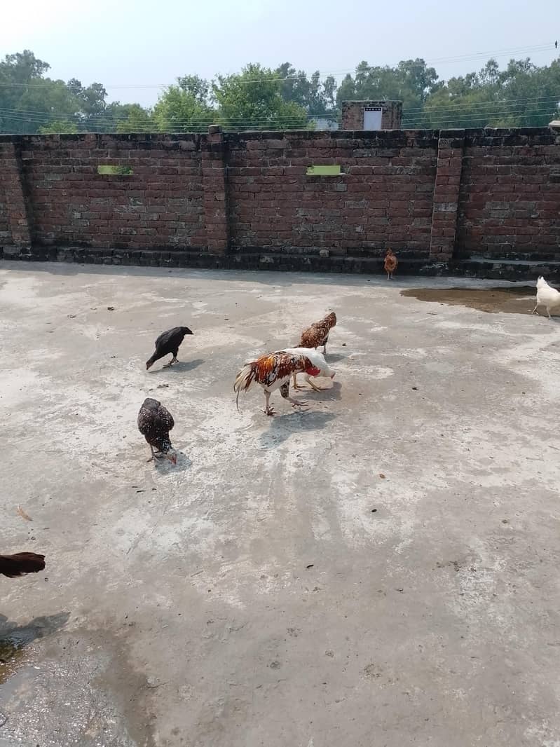 5 hens 1