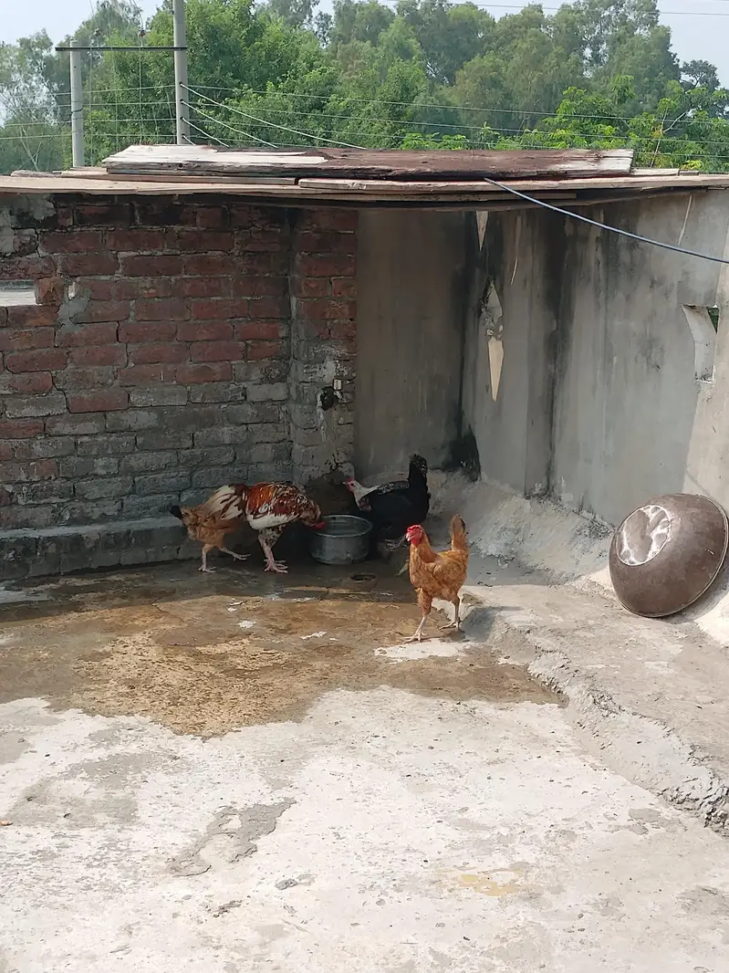5 hens — photo 3