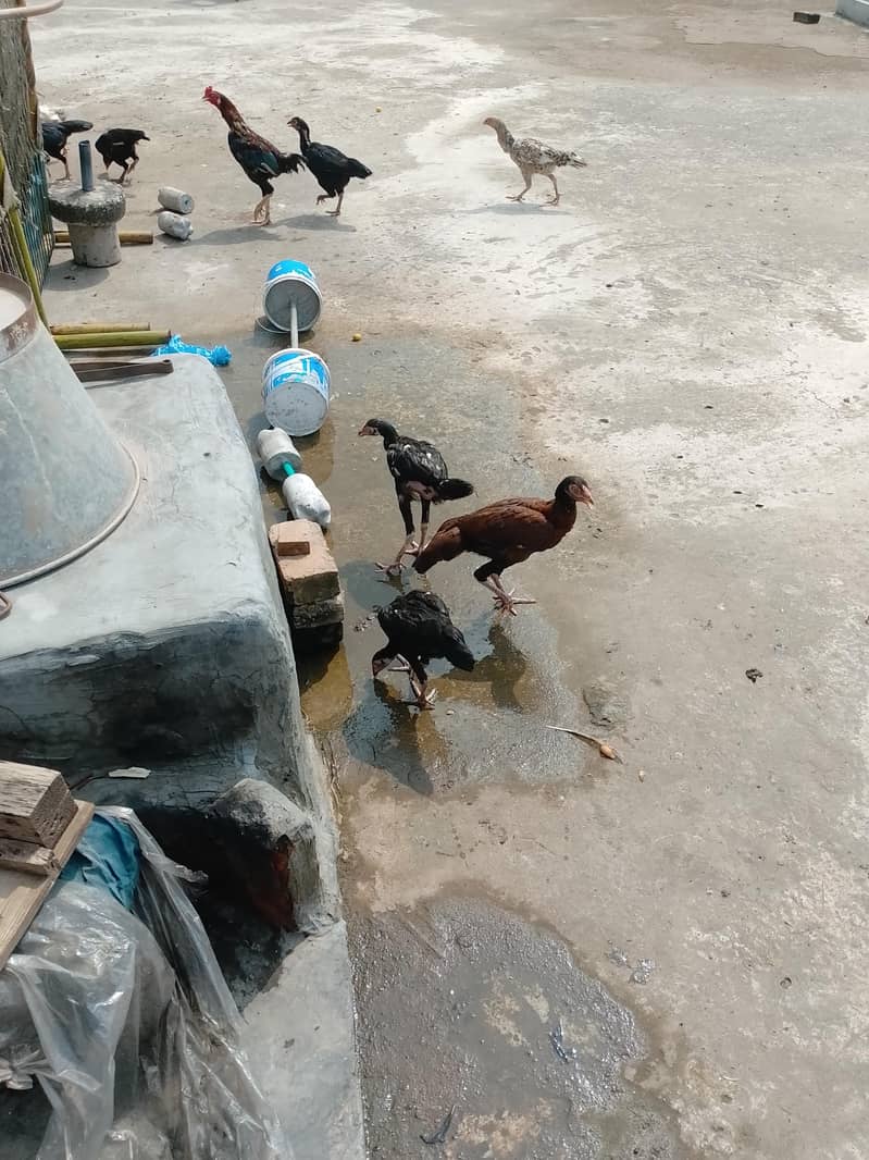 5 hens 3