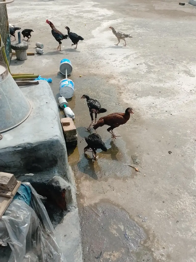5 hens — photo 4