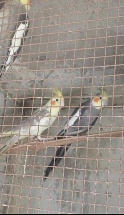Birds for sale Grey Male X pearl Female