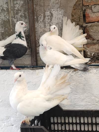 Fancy piegon lakka kabootar