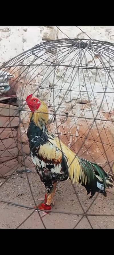 ASEEL PURE MIANWALI BREADER AVILABLE