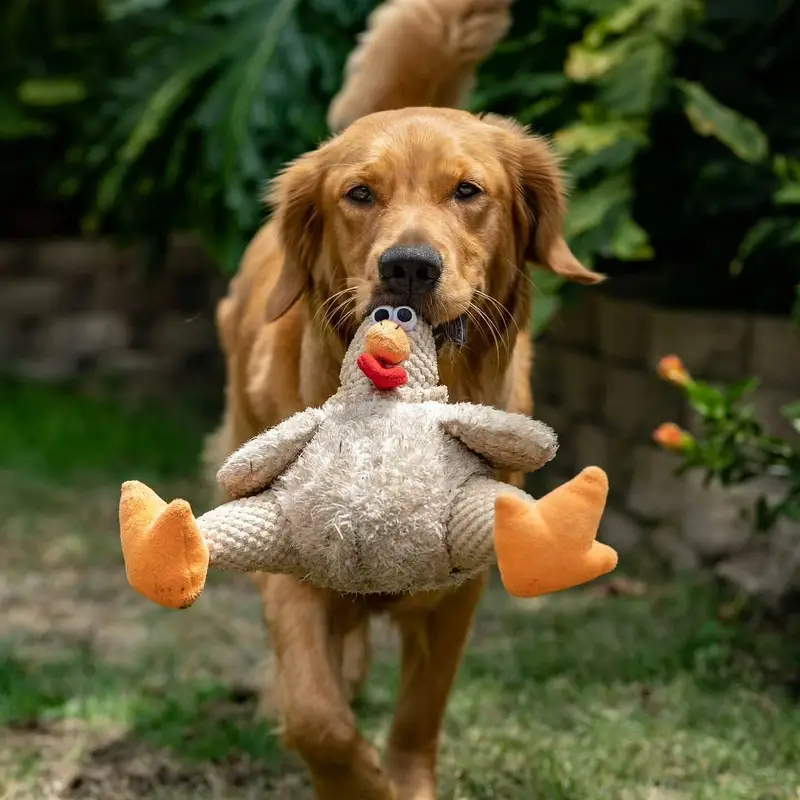 Golden Retriever — photo 3