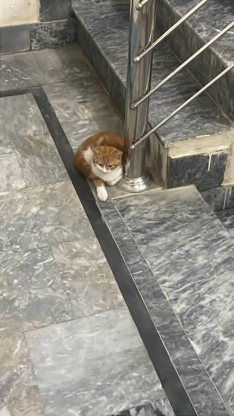 cats. 1