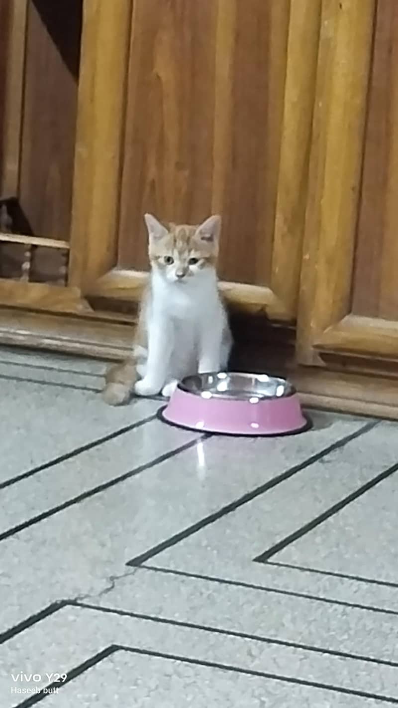cats. 2