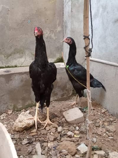 active and heathy pair aseel