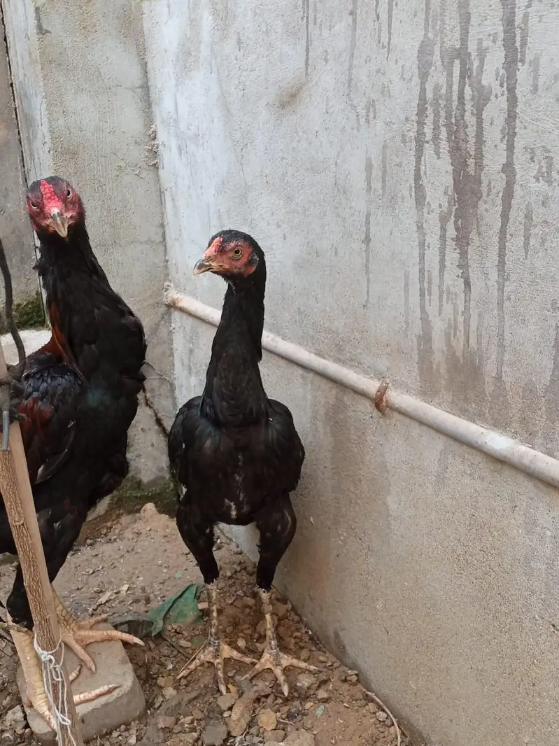 active and heathy pair aseel — photo 2