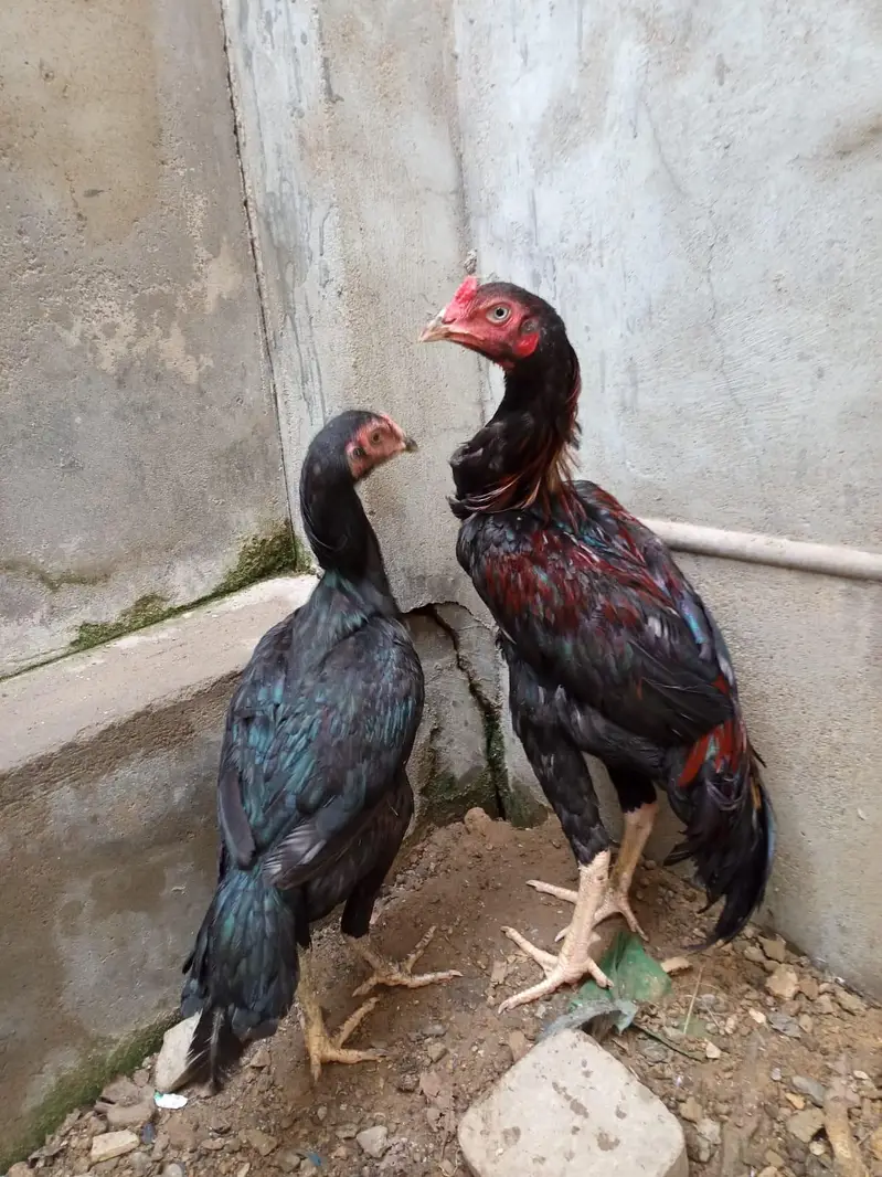active and heathy pair aseel — photo 6