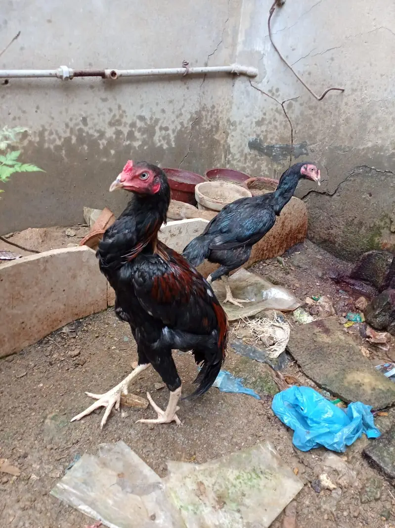 active and heathy pair aseel — photo 8