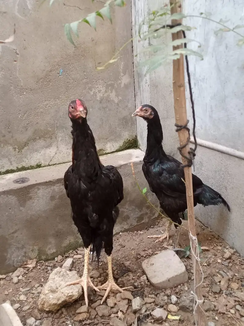 active and heathy pair aseel — photo 9