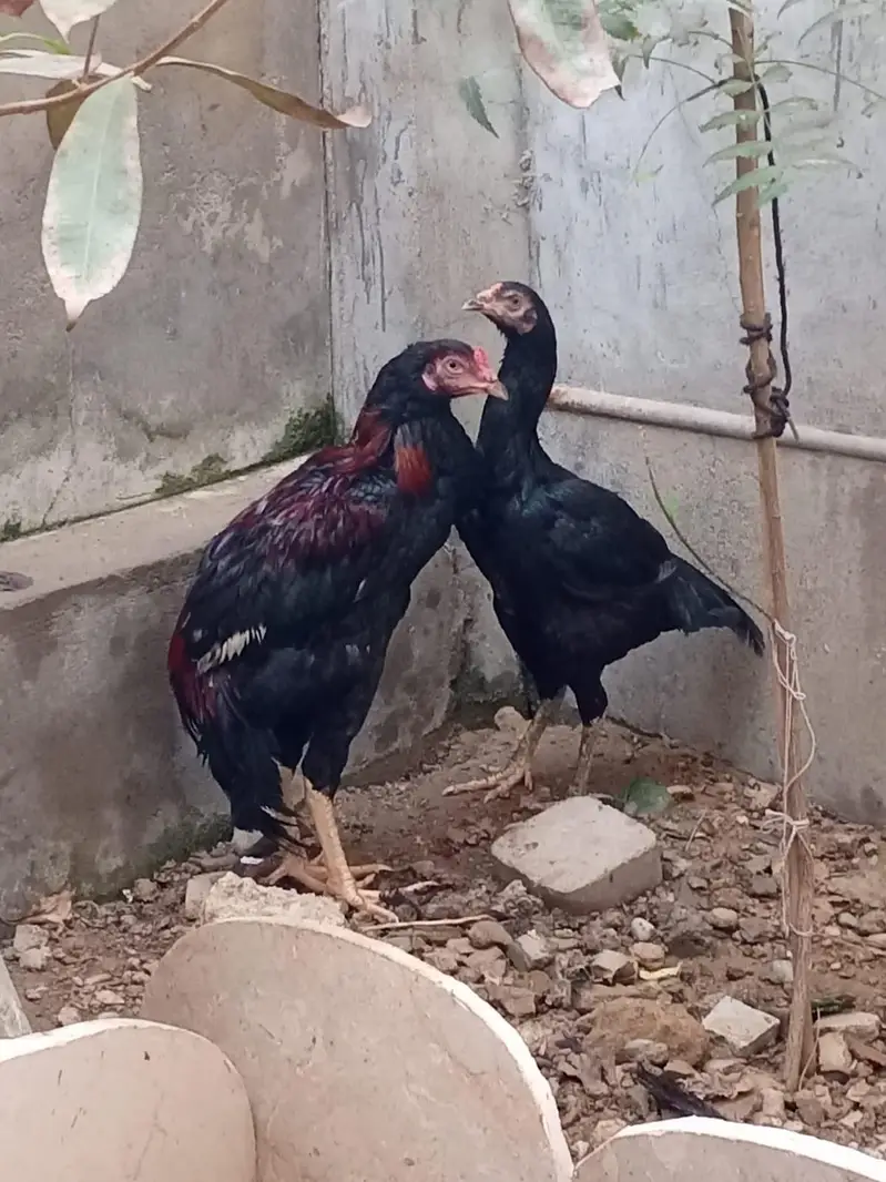 active and heathy pair aseel — photo 10